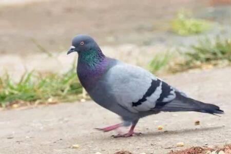 肉鸽四个月能配对吗?_养鸽