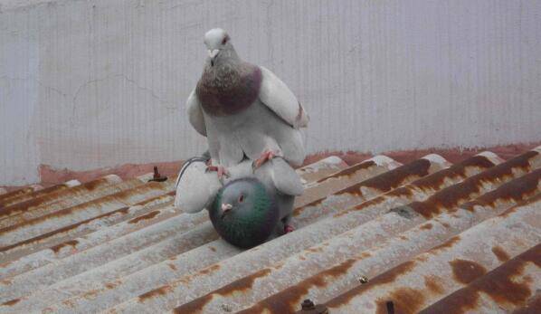 肉鸽四个月能配对吗?_养鸽