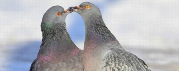 肉鸽四个月能配对吗?_养鸽