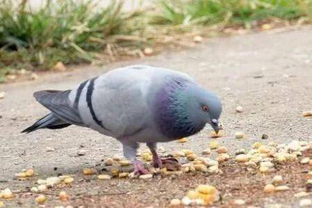 肉鸽会不会飞走?_养鸽