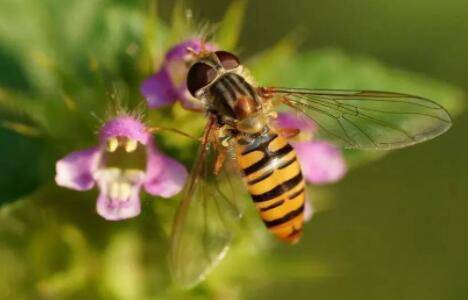 蜜蜂合并的最佳时间_养殖问答