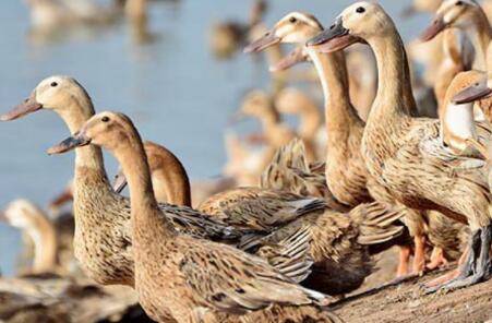 分辨高产鸭与低产鸭_养鸭