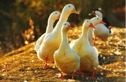 分辨高产鸭与低产鸭_养鸭