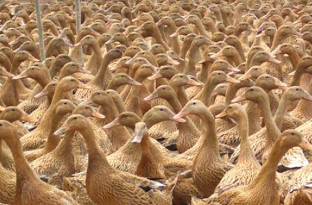 鸭舍中的温度要求_养鸭