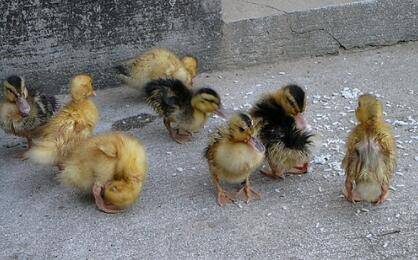 鸭子腿站不起来什么原因_养鸭