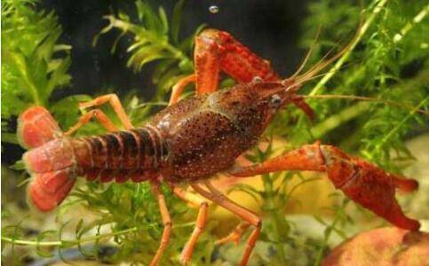 小龙虾脱壳不遂的防治方法_养虾