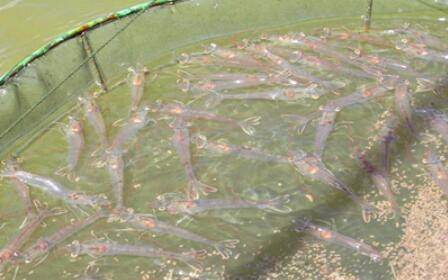 养虾水硬度要求多少_养虾