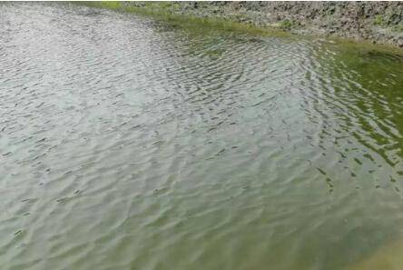 养虾水硬度要求多少_养虾