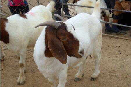 波尔山羊拉稀怎么处理_养羊