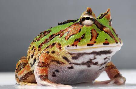 钟角蛙可以长多大_养蛙