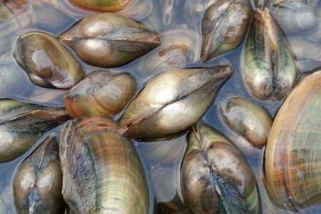 河蚌怎么养才好_养蟹
