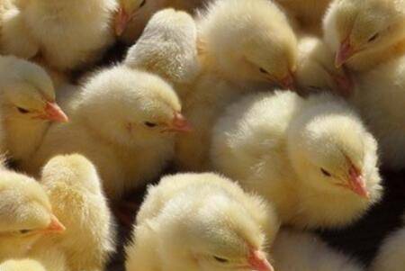 小鸡怎么养比较好?_养鸡