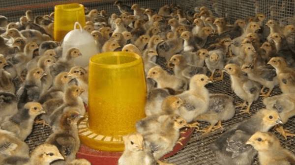 小鸡苗怎么养,刚买来鸡苗的饲养方法_养殖问答
