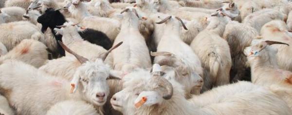 小尾寒羊一年生几胎_养殖问答