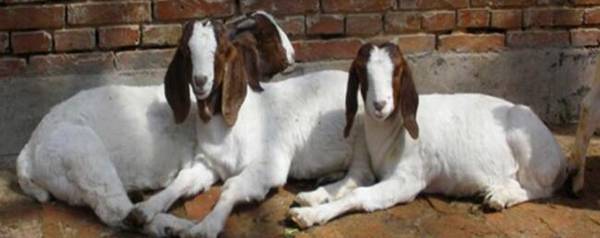 波尔山羊种羊多少钱一只_养殖问答