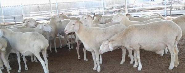 小尾寒羊的优点和缺点有哪些_养殖问答