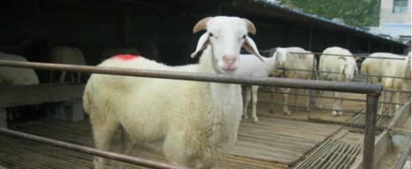 小尾寒羊适合在什么地方养_养殖问答