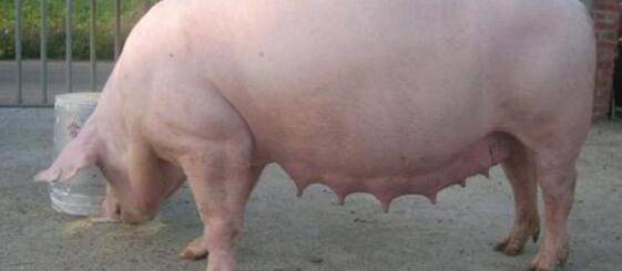 母猪不发情喂白酒有用吗?_养殖问答