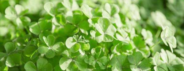 苜蓿草能喂鱼吗_种植问答