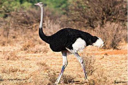 鸵鸟多久下一次蛋?_养殖问答