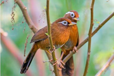 画眉拉稀吃什么药?_养殖问答