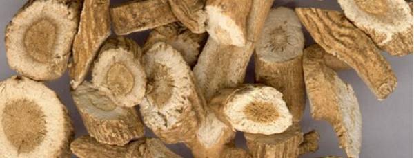 肉鸡能不能喂板蓝根_种植问答