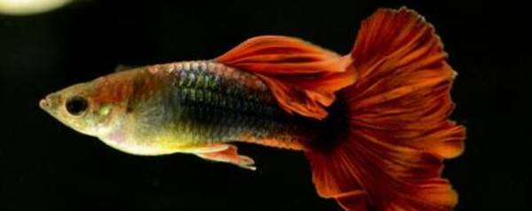 孔雀鱼没有鱼食怎么办?_养殖问答