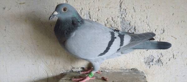 信鸽依靠什么辨别方向_养殖问答