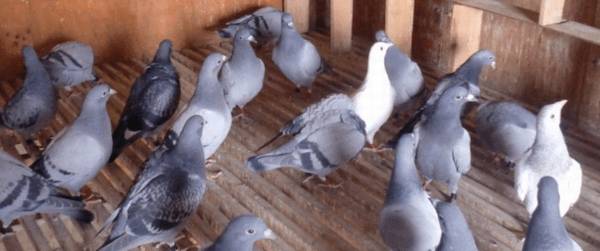 信鸽暗章是什么意思_养殖问答