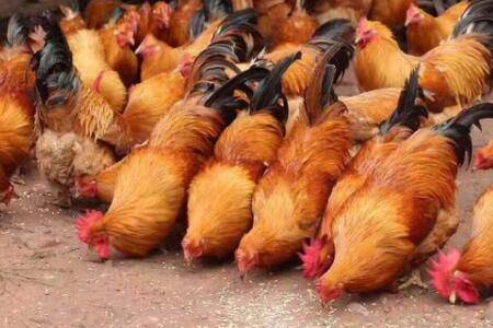 肉鸡俯卧死亡什么原因?_养鸡