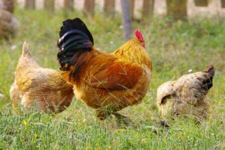 肉鸡俯卧死亡什么原因?_养鸡