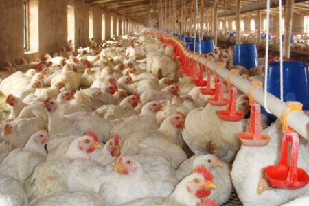 肉鸡饲料中添加油脂的好处有哪些_养鸡