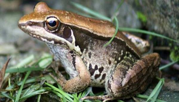 田鸡是什么,田鸡是蛙类吗_养殖问答