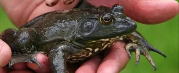 牛蛙怎么过冬,牛蛙冬天吃什么食物_养蛙