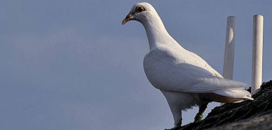 信鸽螨虫病有什么危害_养殖问答
