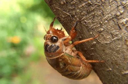 爬猴怎么养殖,场地选择与卵枝埋植很重要_养殖问答
