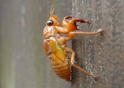 爬猴怎么养殖,场地选择与卵枝埋植很重要_养殖问答