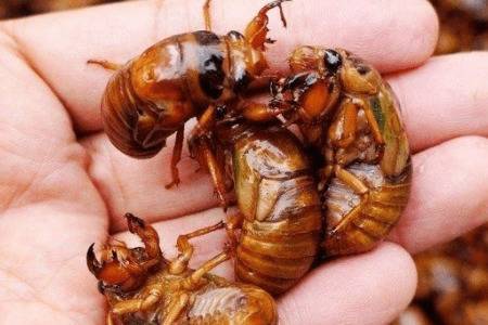 爬猴怎么养殖,场地选择与卵枝埋植很重要_养殖问答