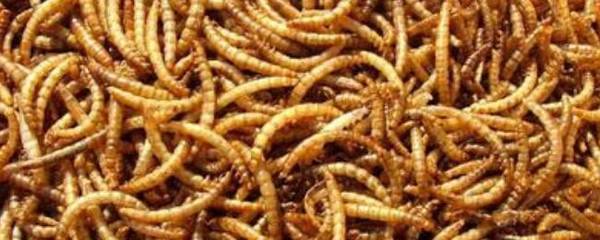 黄粉虫会不会飞?_养殖问答