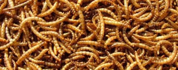 黄粉虫怎么晒干或烘干_养殖问答