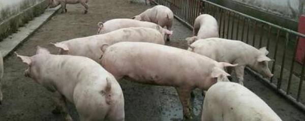 猪抢食什么原因_养殖问答