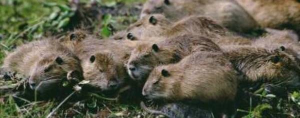 海狸鼠吃什么食物长得快_养殖问答