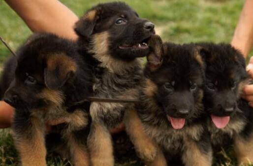 德牧幼犬怎么挑选好坏_养殖问答