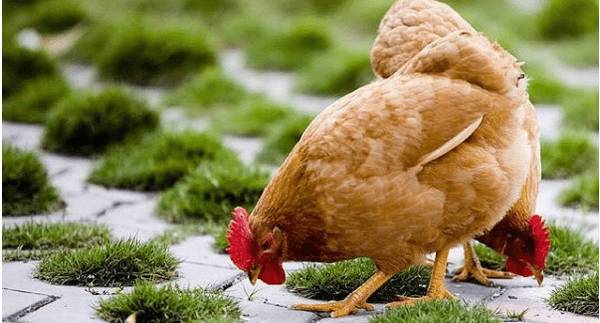 三黄鸡的养殖技术_养鸡