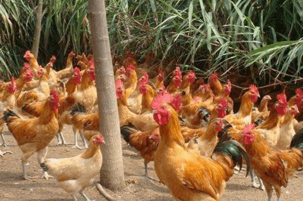 三黄鸡的养殖技术_养鸡