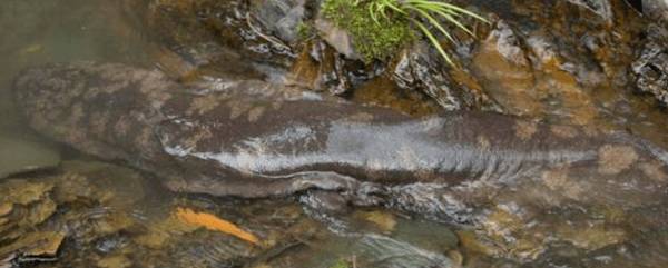 娃娃鱼怎么分辨公母?_养殖问答