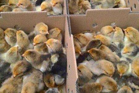 小鸡打疫苗的具体时间_养鸡