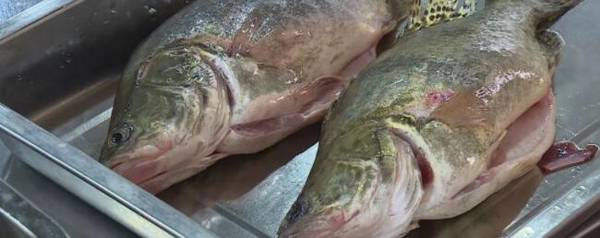 养鳜鱼要注意什么?_养鱼