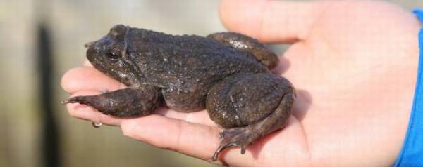 石蛙会吃小鱼吗?_养殖问答