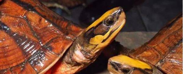 金钱龟怎么区分公母_养殖问答